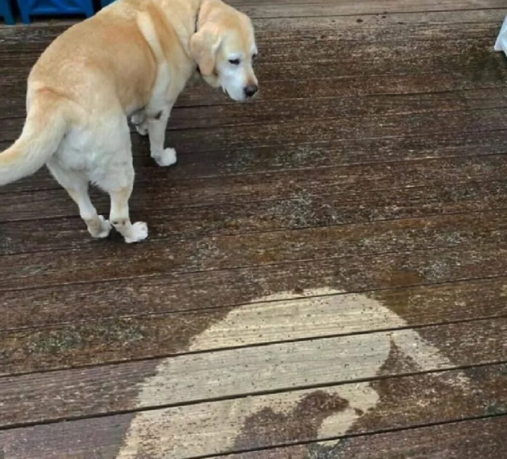 cane lascia impronta sul pavimento 