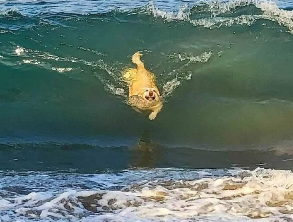 cane nuota cavalcando l'onda 
