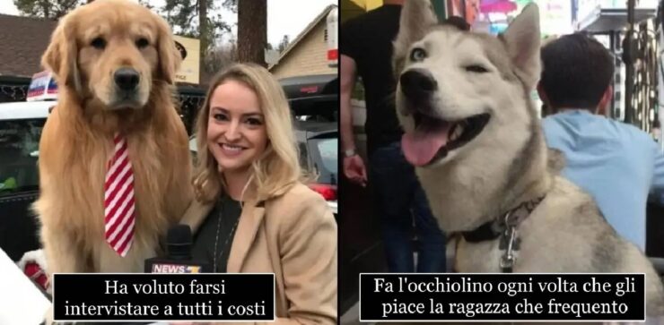 cani che vivono il quotidiano in modo strano