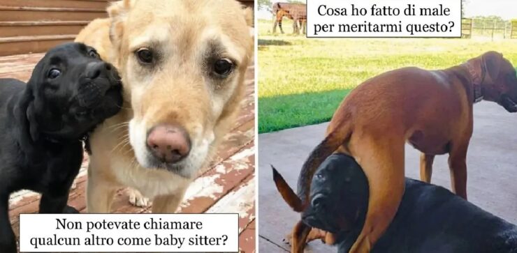 cani che non sopportano altri cuccioli