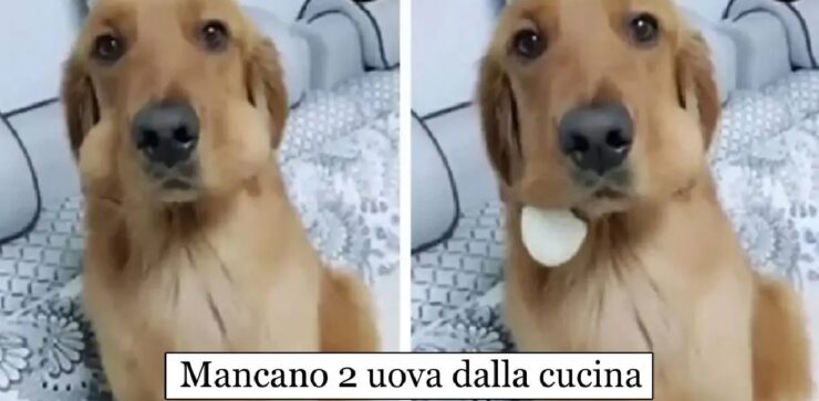 cani che non sanno come non farsi riconoscere