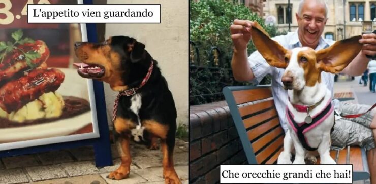 cani che non stanno nella pelle