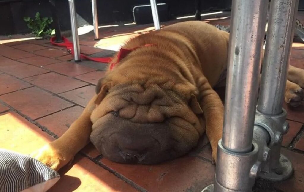 cane shar pei disteso 