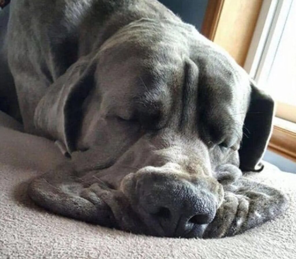 cane aspira ciò che c'è per terra 