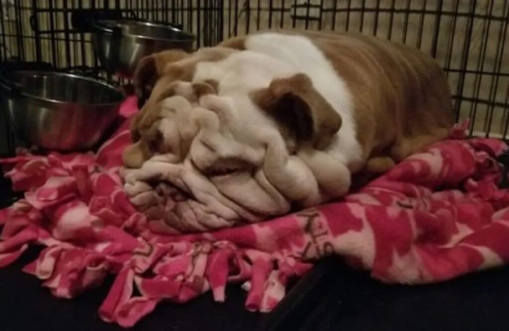 cagnolino su coperta viola 