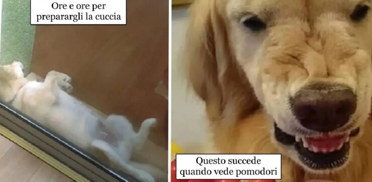 cani che fanno da guide nel museo