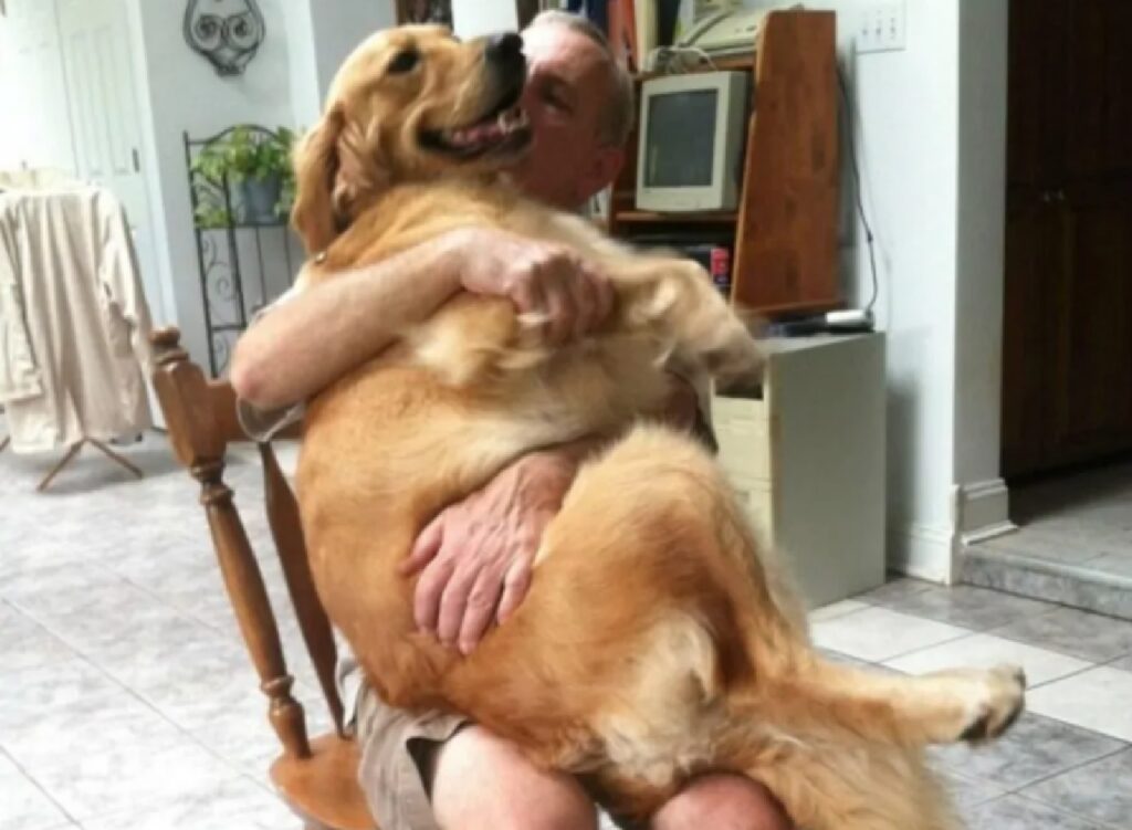 cane golden seduto su uomo 