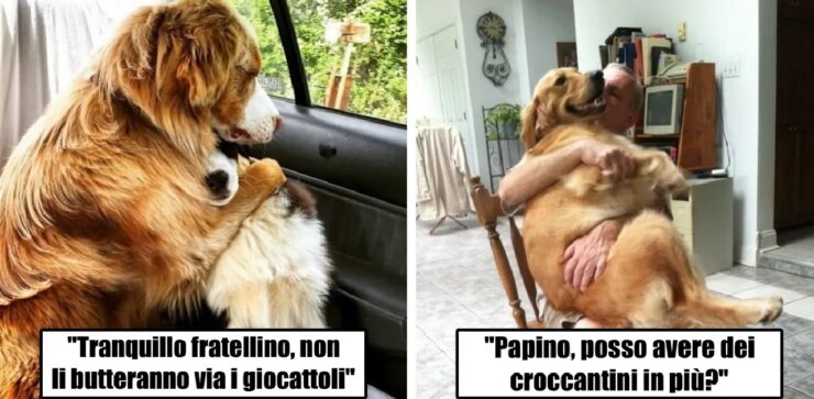 cani che non vogliono sembrare grandi