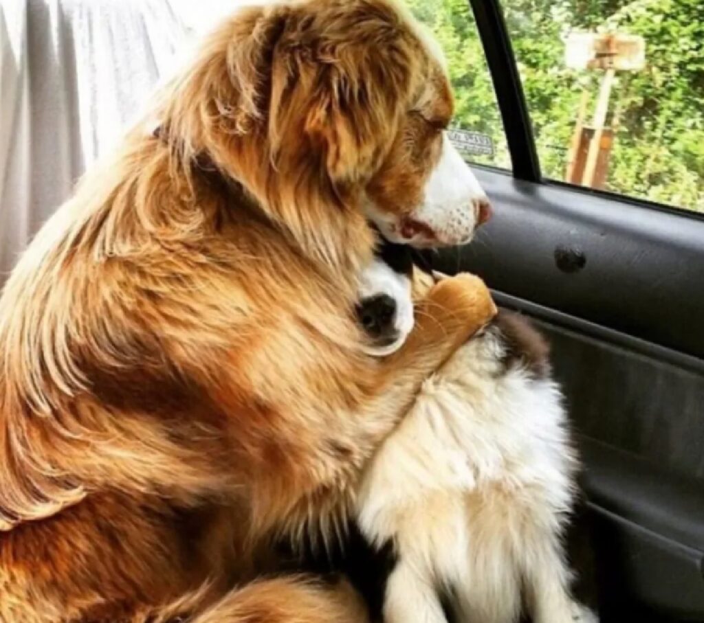 cane abbraccia altro cucciolo 
