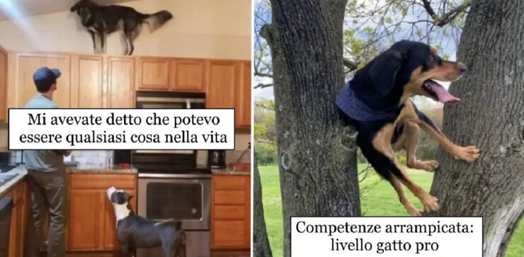 cani che ricevono insegnamenti