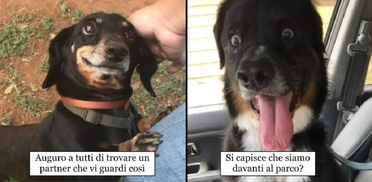 cane che sanno farsi capire