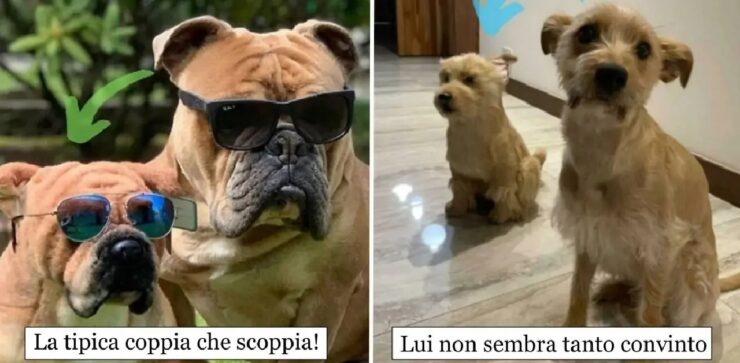 cani che scoprono di avere un sosia