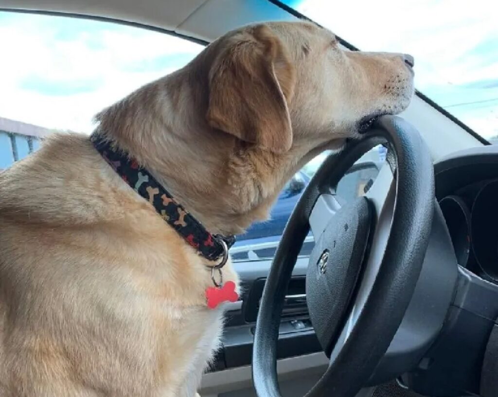 cane guida al volante