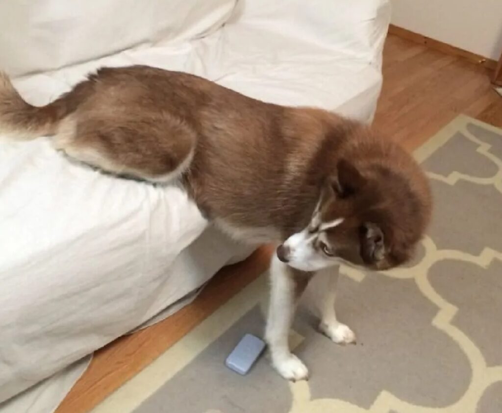cane parte posteriore sul divano