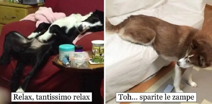 cani che sfoggiano loro creatività