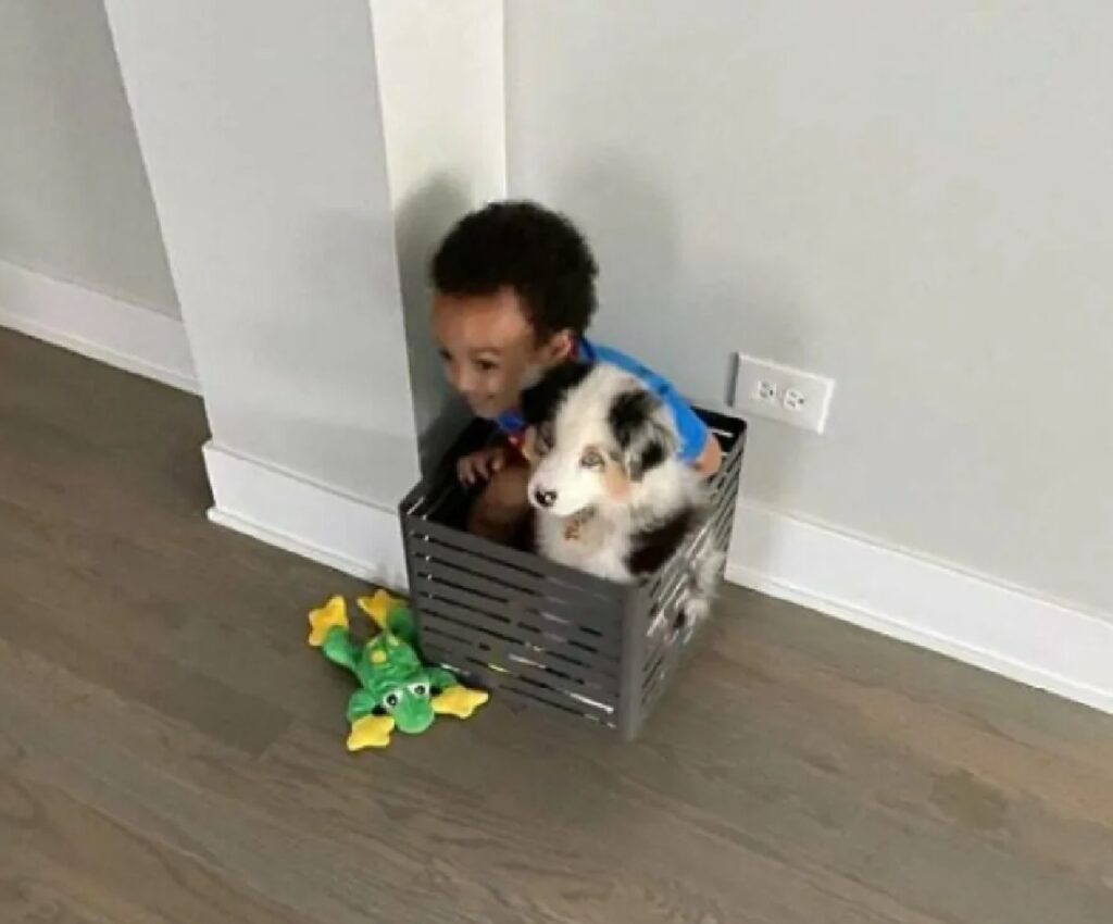 cagnolino e bimbo dentro cesta