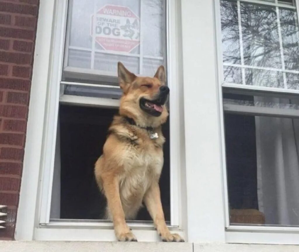 cane esce da finestra