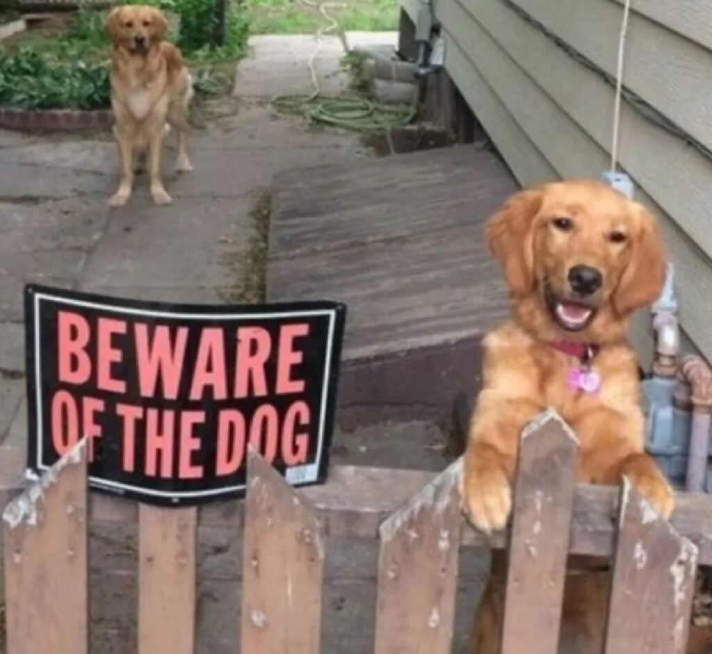 cani coppia dentro recinzione