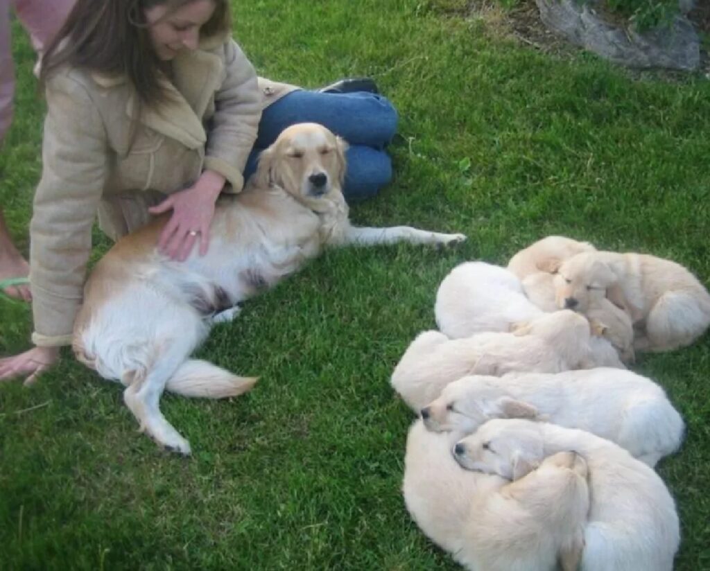 cane golden davanti cuccioli 