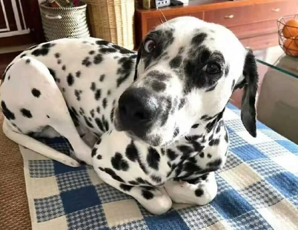 cagnolino dalmata posizione pane 