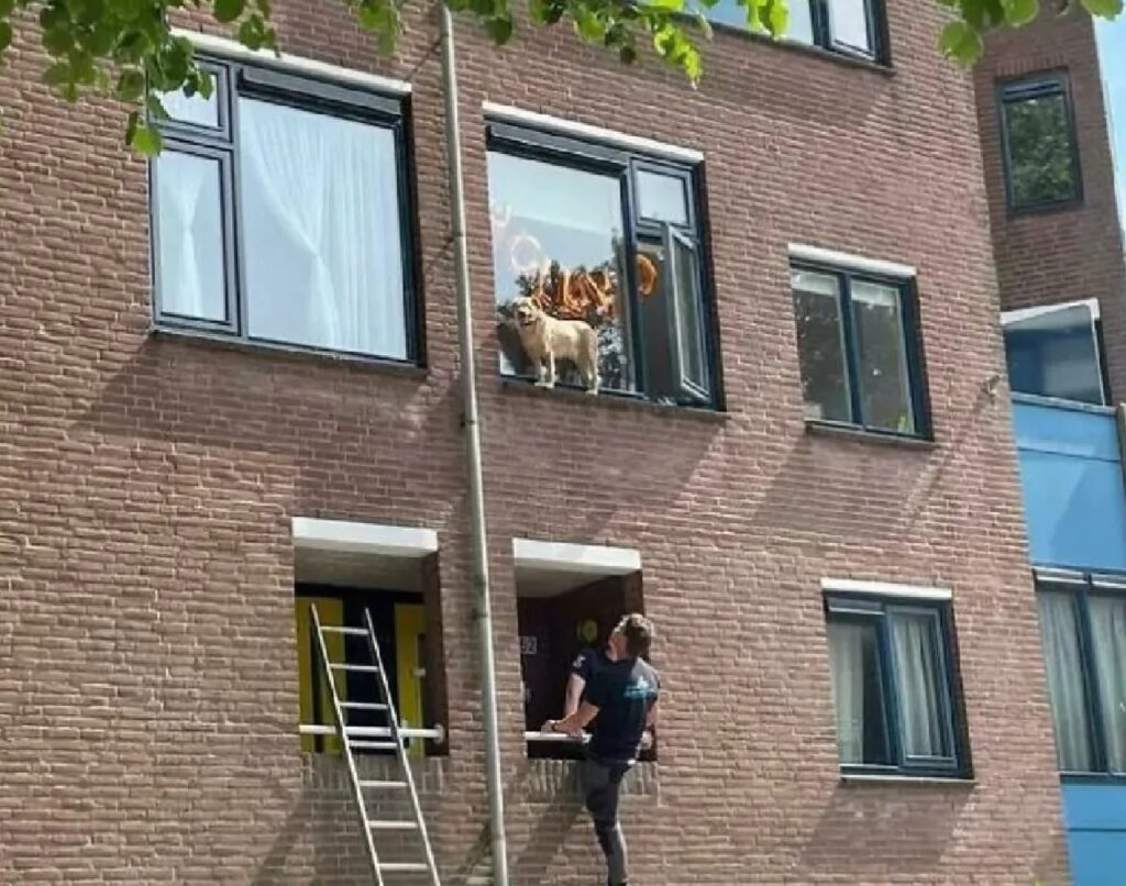 cane bloccato fuori finestra 