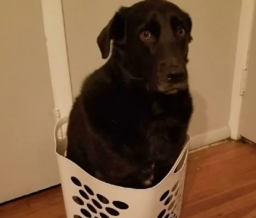 cane labrador nero 