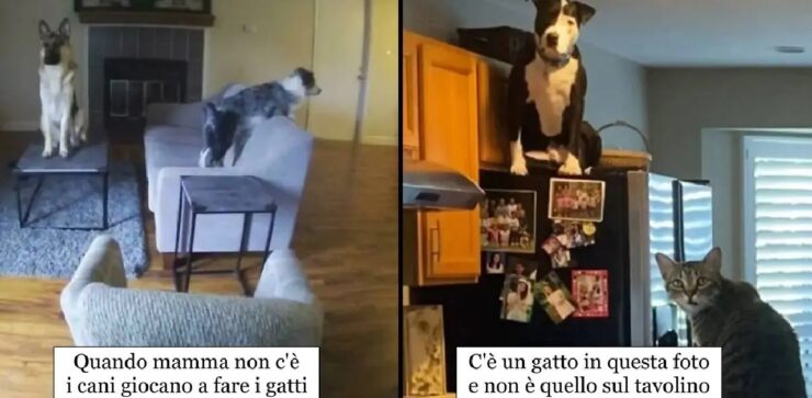 cuccioli che non ricordano di essere cani