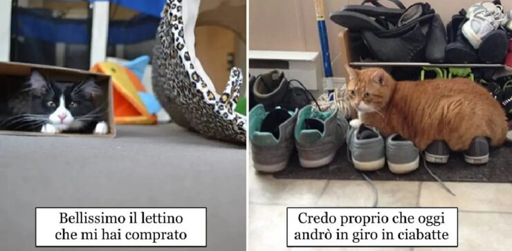gatti capaci di rendere difficile ciò che è semplice