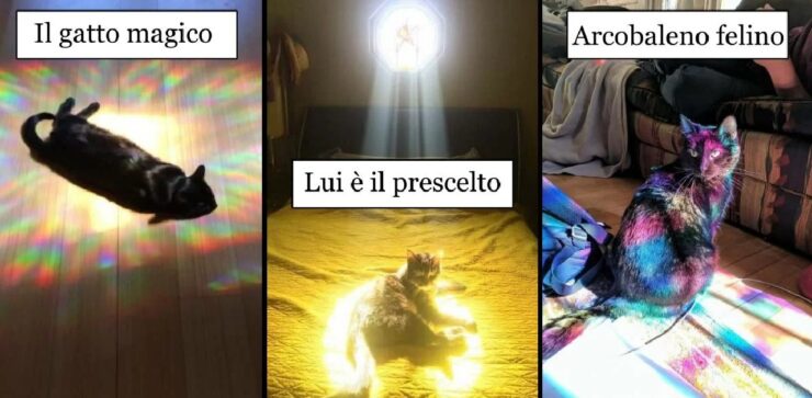 gatti che amano stare sotto la luce