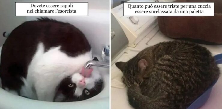 gatti che danno di matto senza un motivo