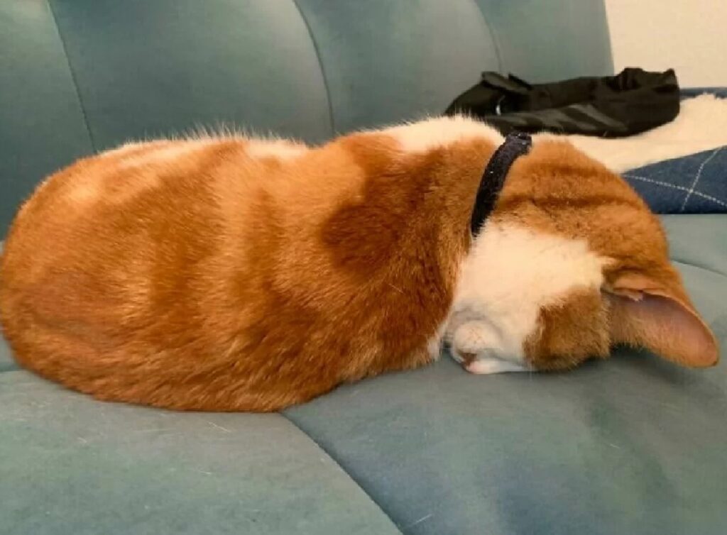 gatto rosso dorme divano azzurro