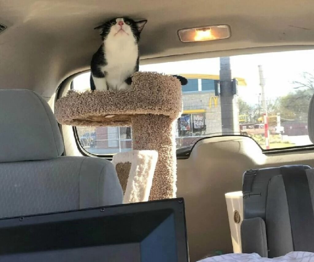 gatto tiragraffi dentro auto
