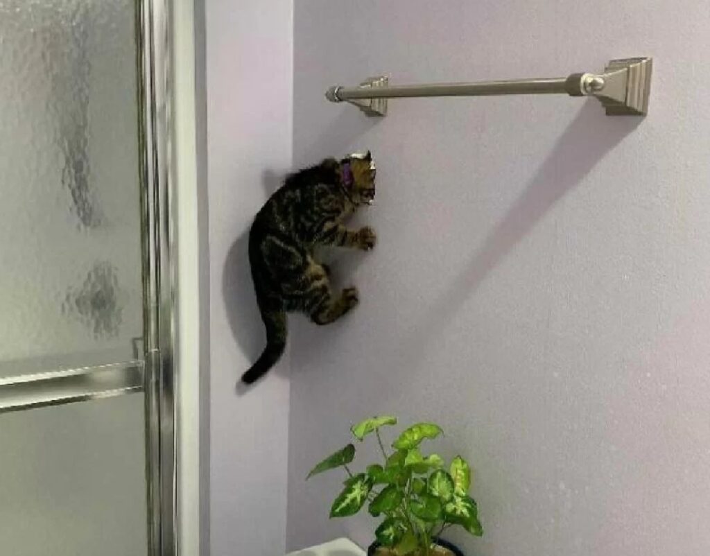 gatto trova buco sul muro