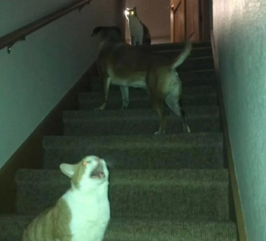 gatti sulle scale con un cane