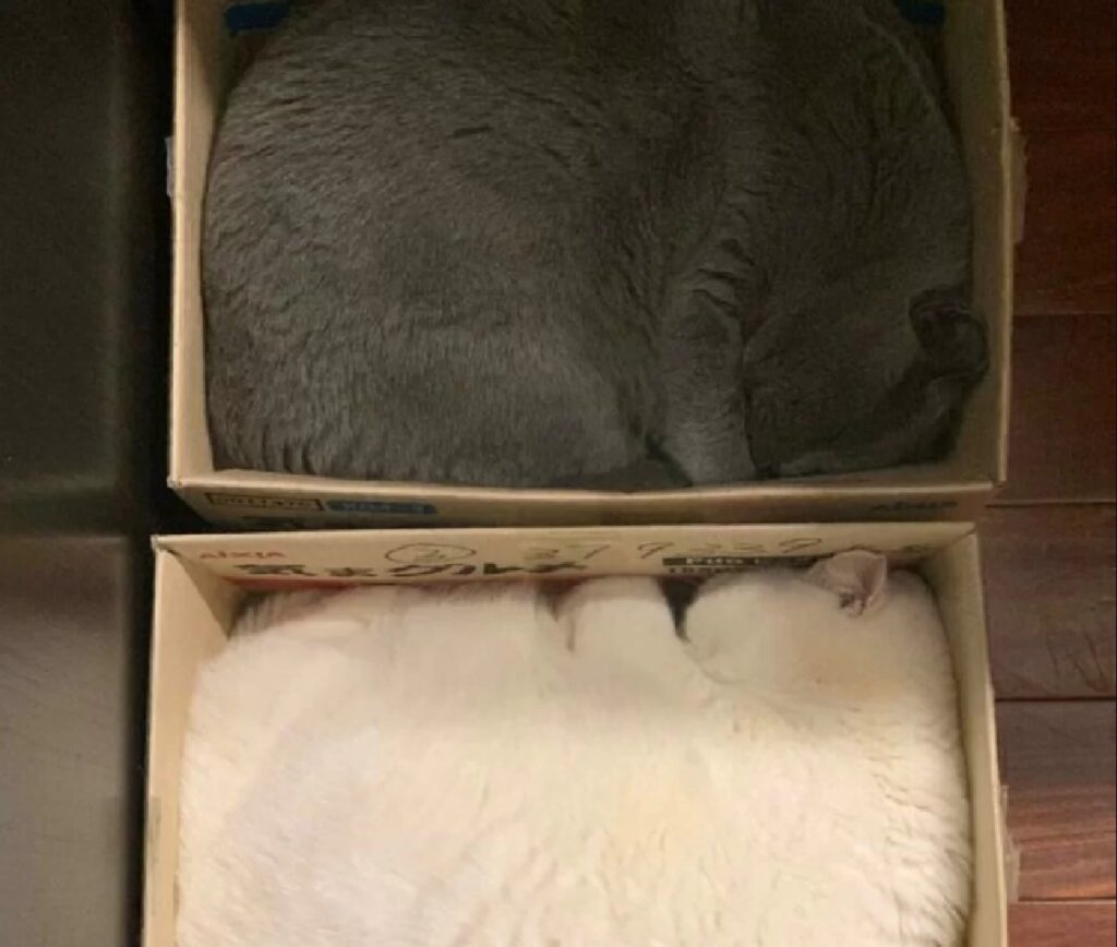 gatti dentro scatole