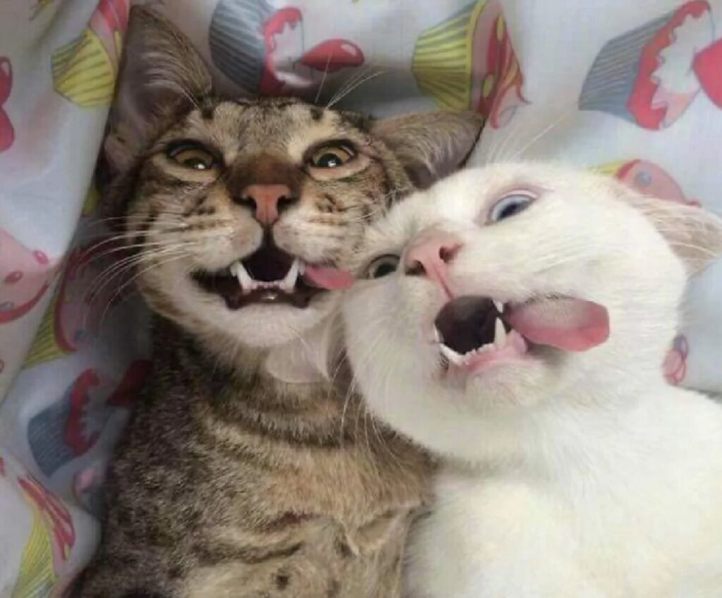 gatti selfie sorrisi