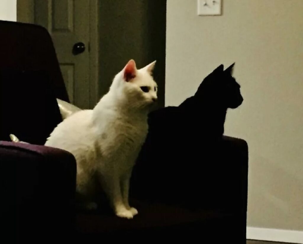 gatto bianco e micio nero