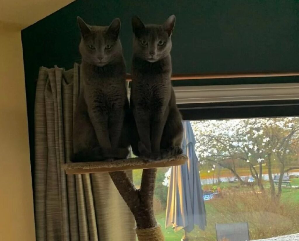 due gatti sul tiragraffi