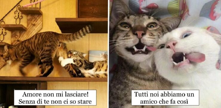 gatti che insieme sono unici