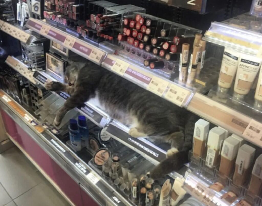 gatto soriano supermercato