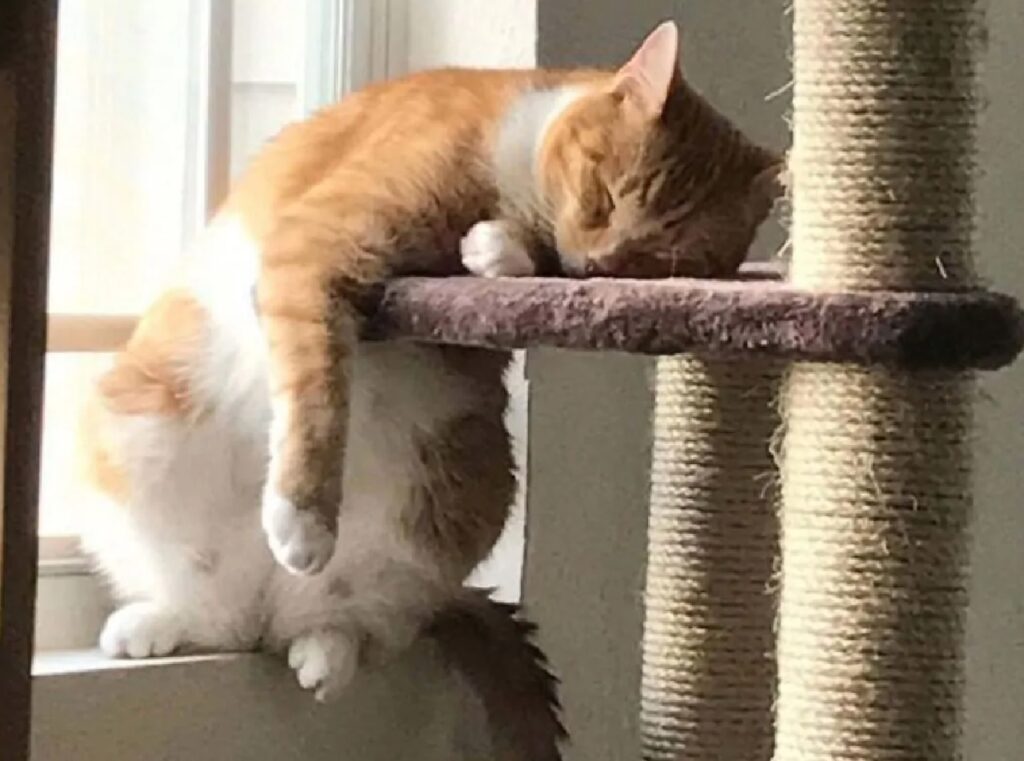 gatto dorme con testa appoggiata