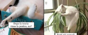 gatti che hanno così sonno da dormire