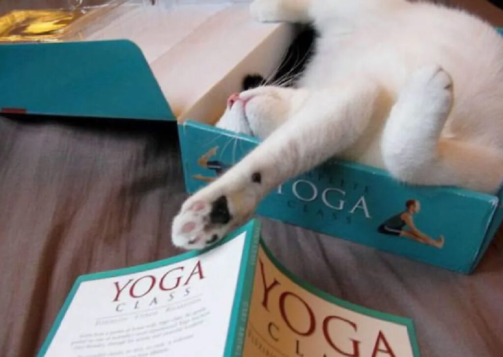 gatto yoga libro