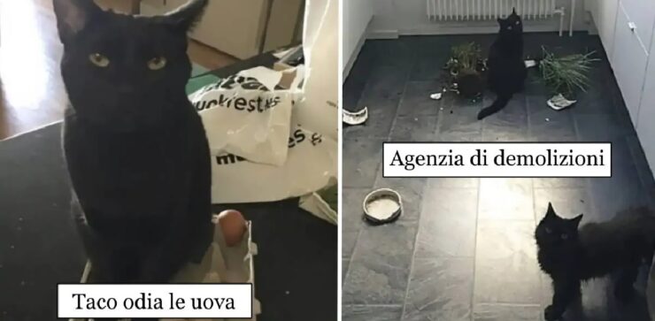 gatti che non provano mai sensi di colpa