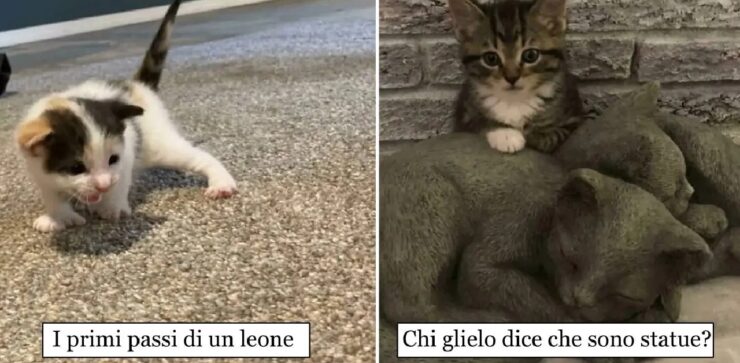 gatti che dovrebbero vincere un premio