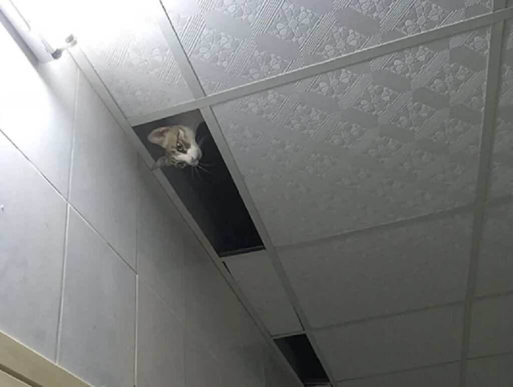 gatto scende da soffitto