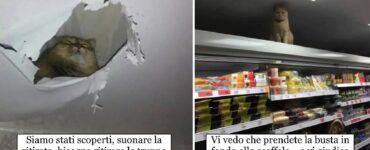 gatti che potrebbero essere spie