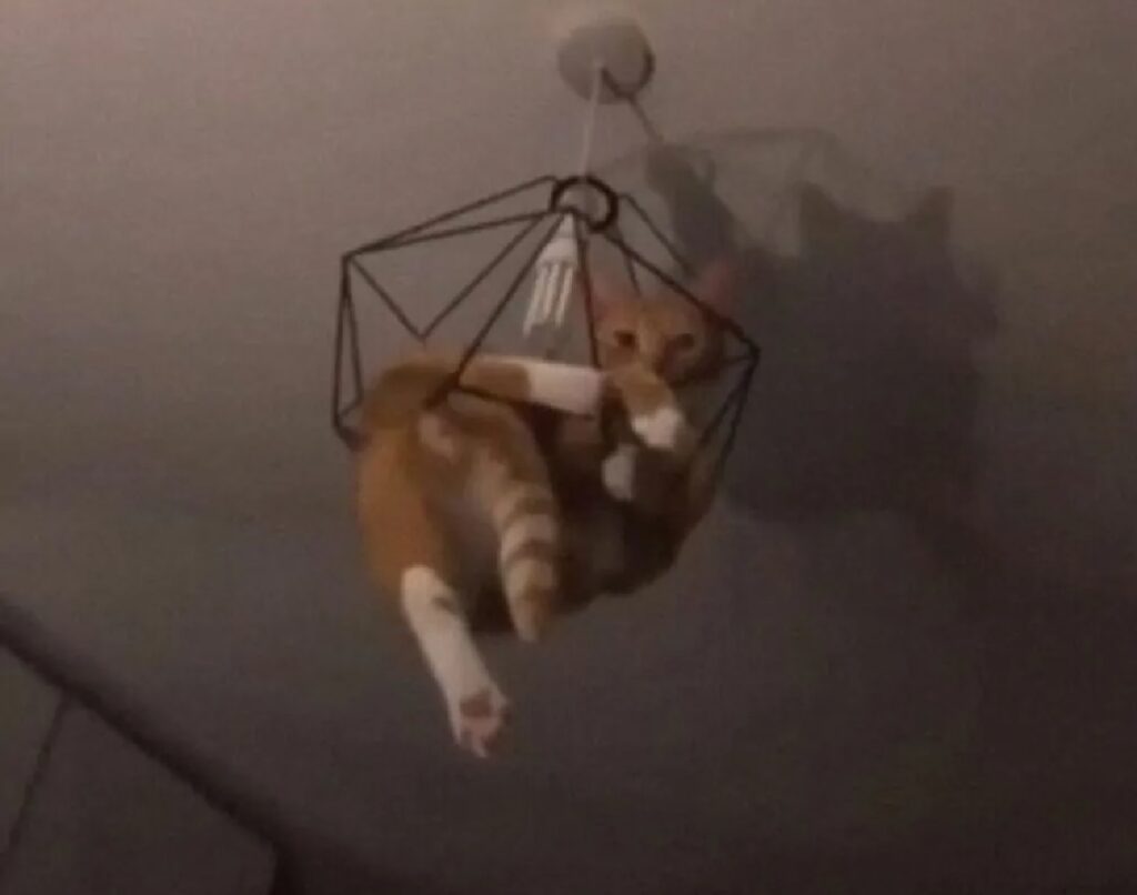 gatto incastrato lampadario