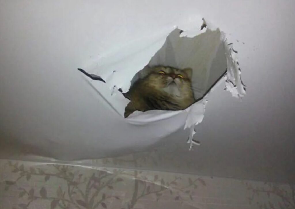 gatto buco sul soffitto