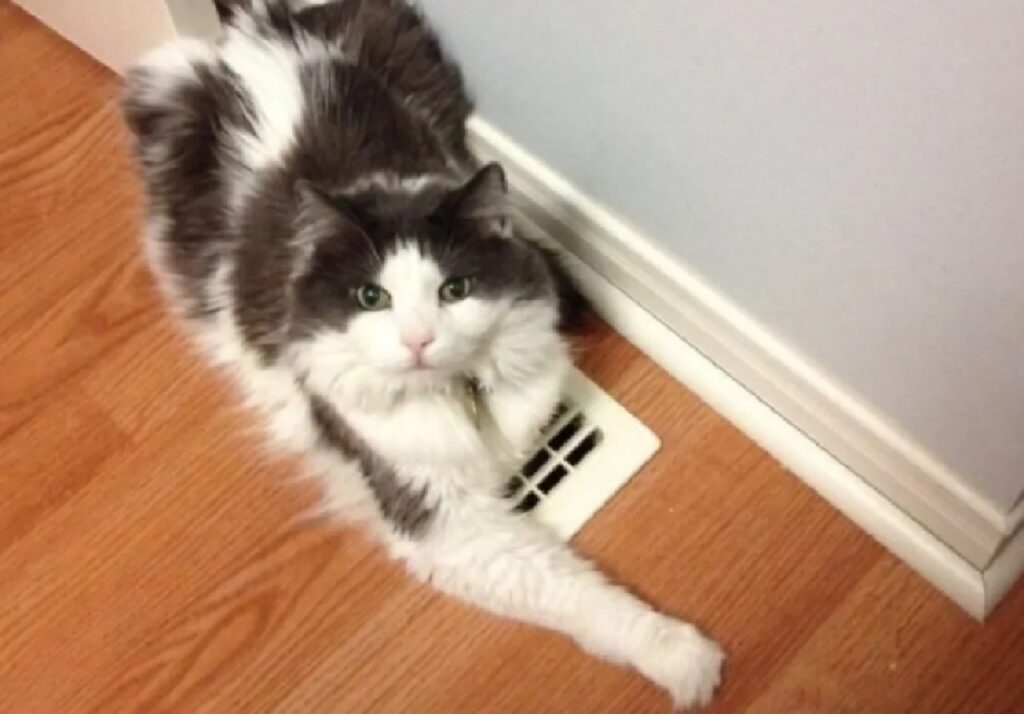 gatto sulla presa d'aria